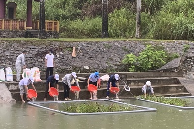 Hằng năm Công ty thủy điện sông Tranh tổ chức chương trình thả cá giống tái tạo nguồn lợi thủy sản và bảo vệ Môi trường Hồ chứa