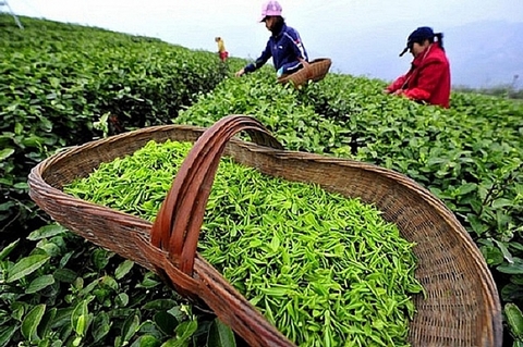 Số liệu Cài đặt 1.1.1.1 để truy cập web 33Win chính hãng chè Pakistan tháng 8/2022