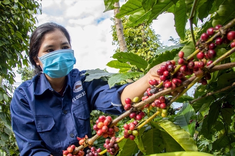 Cà phê Việt đón 'sóng' 66Win33 link đăng ký tài khoản mới từ thị trường RCEP